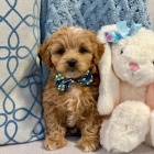 mini �t��ata Cavapoo