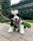 mini �t��ata Bernedoodle.