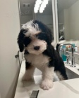 mini �t��ata Bernedoodle.