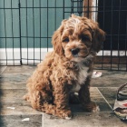 �t��ata Cockapoo mini