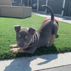 �t��ata americk�ho pitbull teri�ra