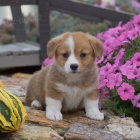 �t��ata Pembroke Welsh Corgi