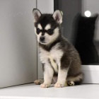 PROD�M �T��ATA ALASKAN KLEE KAI