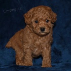 Pudl Toy �t��ata mini