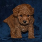 Pudl Toy �t��ata mini