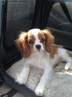 Prod�m mini o�kovan� �t��ata Kaval�r King Charles Spaniel.