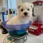 �t��ata West Highland White teri�r� k adopci.