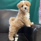 Prod�m �t��ata Maltipoo