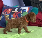 Miniaturn� pudl �t��ata