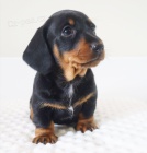 Prod�m trpasli�� �t��ata jezev��ka hladkosrst�ho