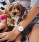 �t��ata Cockapoo na prodej