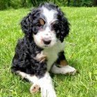 Prod�m zdrav� a o�kovan� mini �t��ata Bernedoodle.