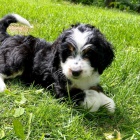 Prod�m zdrav� a o�kovan� mini �t��ata Bernedoodle.