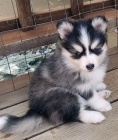 Prod�m �t��ata Pomskies (k��enec sibi�sk� husky a pomeranian)