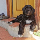 O�kovan� a od�erven� mini �t��ata portugalsk�ho vodn�ho psa k adopci