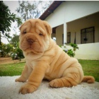 Prod�m zdrav� �t��ata o�kovan� shar-pei.