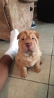 Prod�m zdrav� �t��ata o�kovan� shar-pei.