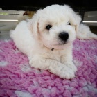 �t��ata bi�onka jsou k dispozici a p�ipravena k prodeji.