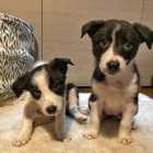 Prod�m �t��ata border kolie