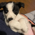 Prod�m �t��ata border kolie