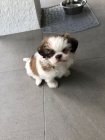 Pred�m hygienicky a soci�lne vy�kolen� �teniatka SHIH TZU
