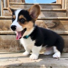 Pred�m kr�sne a anjelsk� �teniatka Pembroke Welsh Corgi.