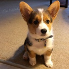 Pred�m kr�sne a anjelsk� �teniatka Pembroke Welsh Corgi.