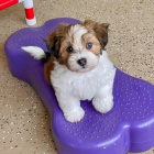 Pred�m rozko�n� a zdrav� �teniatka havanese.