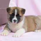 Pred�m zdrav� �teniatka akita inu