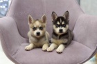 Pred�m �teniatka ALASKAN KLEE KAI