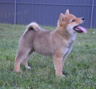 Shiba Inu �t��ata na prodej