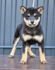 Shiba Inu �t��ata na prodej