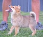 Shiba Inu �t��ata na prodej