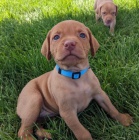 MA�ARSK� �TENIATKA VIZSLA KR�TKOSRSTa