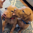 MA�ARSK� �TENIATKA VIZSLA KR�TKOSRSTa