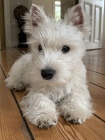 Pred�m mini �teniatka West Highland White Terriers