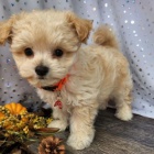 Prod�m ZDRAV� a O�KOVAN� �t��ata Maltipoo.