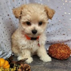 Prod�m ZDRAV� a O�KOVAN� �t��ata Maltipoo.