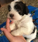 Pred�m rozko�n� a zdrav� �teniatka havanese.