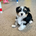 Pred�m rozko�n� a zdrav� �teniatka havanese.