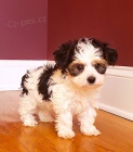 Pred�m �teniatka biewer yorkie