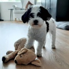 Prod�m zdrav� a o�kovan� �t��ata mini Havamalt.