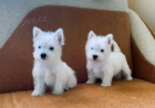 Pred�m mini �teniatka West Highland White Terriers