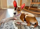 Prod�m kr�sn� o�kovan� a od�erven� �t���tka Basenji