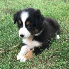 Prod�m roztomil� �t��ata australsk�ho ov��ka