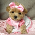 Prod�m ZDRAV� a O�KOVAN� �t��ata Maltipoo.