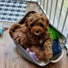 �t��ata Cockapoo na prodej