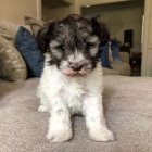 Prod�m ZDRAV�, O�KOVAN� a od�erven� mini �t��ata mal�ch kn�ra�� a mal�ch kn�ra��.