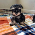 Prod�m ZDRAV�, O�KOVAN� a od�erven� mini �t��ata mal�ch kn�ra�� a mal�ch kn�ra��.