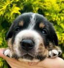 Entlebu�sk� sala�n�cky pes